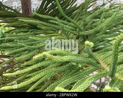 Primo piano del ramo in abete verde brillante, macro shot Foto Stock