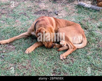 Gattino rosso seduto su un cane rosso nel cortile sul prato Foto Stock