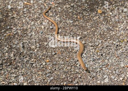 Anguis fragilis strisciando su un sentiero con ciottoli. Comunemente noto come blindworm, sordomuto sommatore o slowworm. I Blindworm sono lucertole senza legaccio (non serpenti). Foto Stock