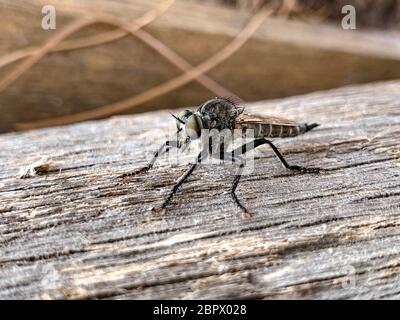 Asilidae seduto su un tronco di albero asciutto Foto Stock