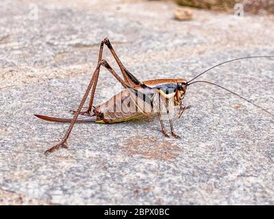 Maschio di Sepiana sepium o seppia bush-cricket seduta su una pietra Foto Stock