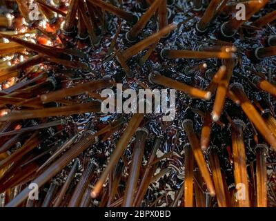 Macro fotografia di urchin, primo piano a bianco retro-rotondo Foto Stock