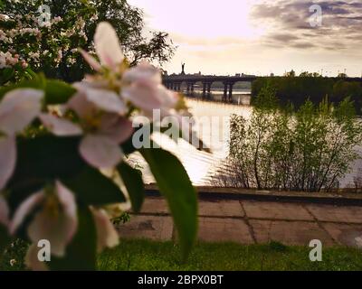 Foto di fiori di mela sullo sfondo di un ampio fiume Dnipro a Kiev e guardando la riva opposta e il ponte Foto Stock