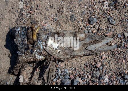 il punto morto rotola a terra Foto Stock