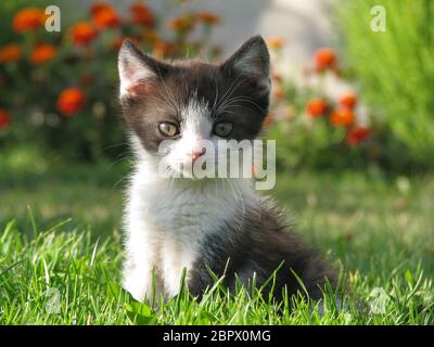 Il gattino si siede su un prato verde e guarda nella macchina fotografica Foto Stock