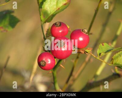 Quattro arance di frutta di rosa su uno sfondo sfocato Foto Stock