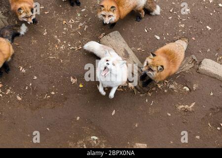 Gruppo di Fox guardando in alto e in attesa di cibo Foto Stock