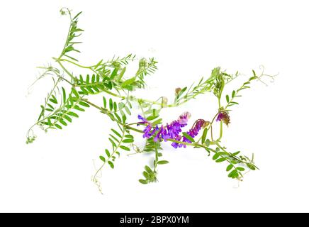 Vetch tufted vetch di Vicia cracca, vetch di mucca, vetch di uccello, vetch blu, vetch boreale. Isolato Foto Stock