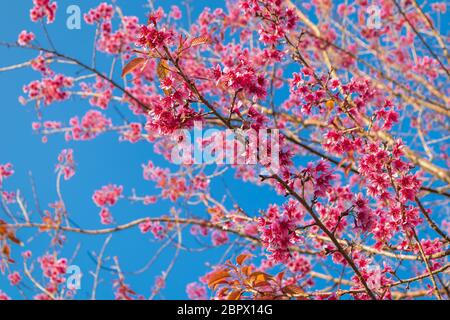 Ciliegia himalayana selvaggia o cerasoides Prunus o Sakura di thailandia fiorente nella stagione invernale con sfondo blu cielo. Foto Stock