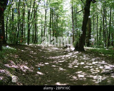 Un sentiero forestale nella foresta soleggiata Foto Stock