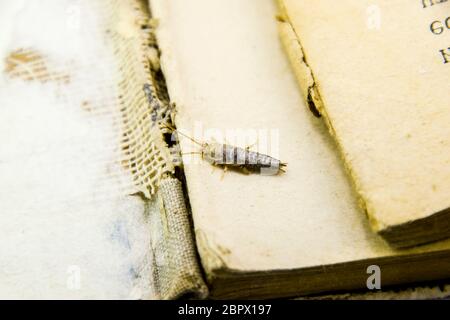 Alimentazione degli insetti su carta - silverfish. Pest libri e giornali. Foto Stock