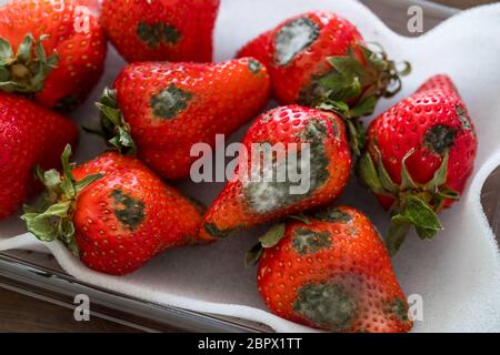 Muffa grigia su fragole rosse mature Foto Stock