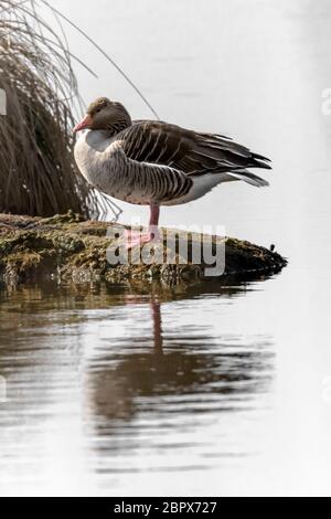 Graylag sorge su una piccola isola di fronte sfocato sfondo reed con spazio di copia Foto Stock