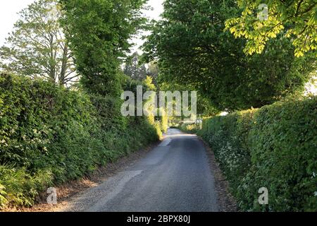 Ammira la strada rurale costeggiata da alberi singoli alla periferia di East Brabourne, vicino ad Ashford, a Kent, Inghilterra Foto Stock