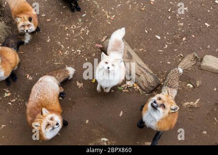 Gruppo di volpe insieme Foto Stock