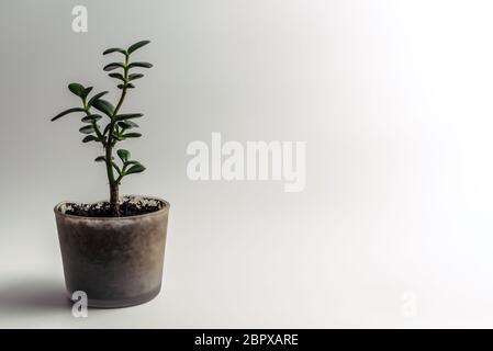 Green Jade pianta, Crassula ovata pianta domestica, Feng Shui Soldi albero succolo vasato in un moderno vaso di vetro con suolo organico isolato su bianco pulito Foto Stock