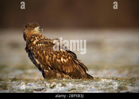 I capretti bianco-tailed eagle, Haliaeetus albicilla, in inverno, seduta su una coperta di neve la terra. La fauna selvatica scenario di predator guardando con chiara blurre Foto Stock