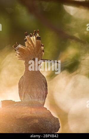 Silhouette di upupa, Upupa epops, inizio nel soleggiato mornig. Selvatica uccelli esotici retroilluminati da una luce calda. Foto Stock