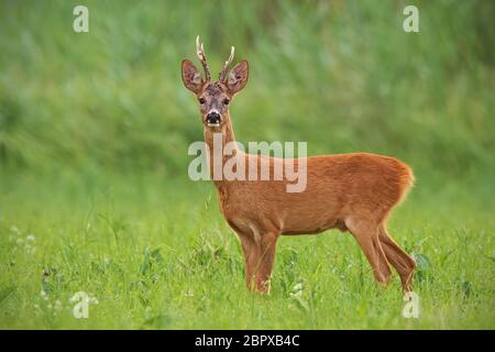 Il capriolo Capreolus capreolus, buck con verde chiaro sfondo sfocato. Mammiferi selvatici in natura. Foto Stock