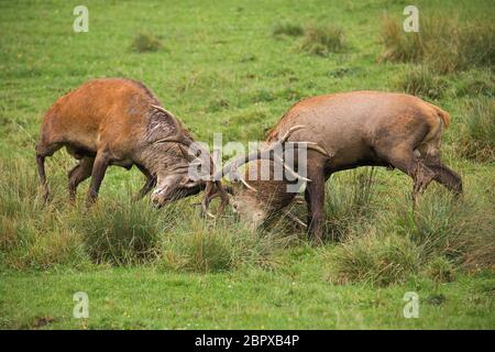 Cervi, Cervus elaphus, lotta durante il rut. Cervi selvatici in una lotta. La rivalità tra i bucks selvatici nella stagione opacizzante. La fauna selvatica scenario di azione. Foto Stock