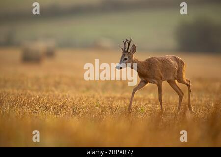 Il Capriolo Capreolus Capreolus Pack In Un Campo E Prato Paesaggio Protetto Da Una Siepe Di Grandi Dimensioni Germania Foto Stock Alamy