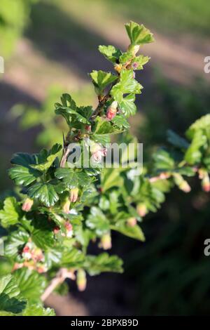 Fiori su bush di uva spina in un giardino a Kent, Inghilterra, Regno Unito Foto Stock