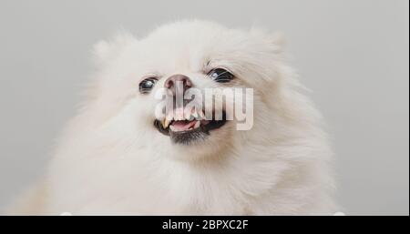 Corteccia bianca del cane Pomeraniano Foto Stock