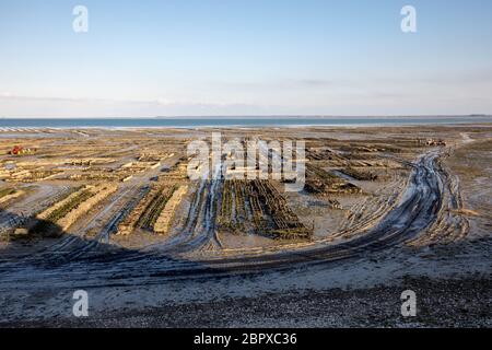 Ostriche a bassa marea in oyster farm, Cancale, Bretagna Francia Foto Stock