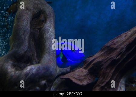 Linguetta blu pesce chirurgo Paracanthurus hepatus nell'Oceanarium Foto Stock