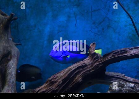 Linguetta blu pesce chirurgo Paracanthurus hepatus nell'Oceanarium Foto Stock