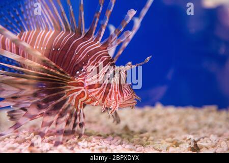 Lionfish-Zebra, o pesce zebra, o striato leone lat. Pterois volitans è un pesce Foto Stock