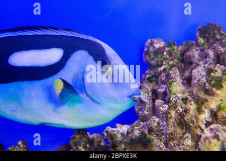Linguetta blu pesce chirurgo Paracanthurus hepatus nell'Oceanarium Foto Stock