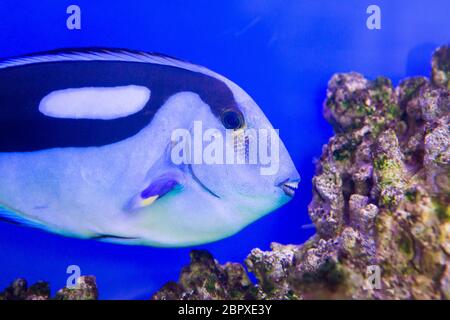 Linguetta blu pesce chirurgo Paracanthurus hepatus nell'Oceanarium Foto Stock