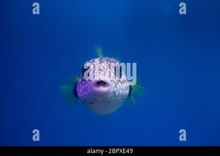 Brown puffer o puffer di colore marrone o marrone dog-pesce, o cane oculare-pesci Foto Stock