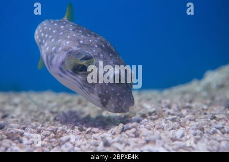 Brown puffer o puffer di colore marrone o marrone dog-pesce, o cane oculare-pesci Foto Stock