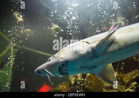 Storione pesce nuota in acquario dell'oceanarium. Storione Foto Stock