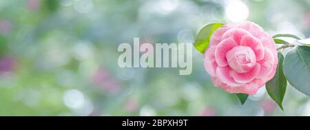 Rosa pallido camelia japonica rosa forma fiore e foglie nell'angolo del lungo sfondo orizzontale. Giapponese tsubaki. Immagine a toni. Foto Stock