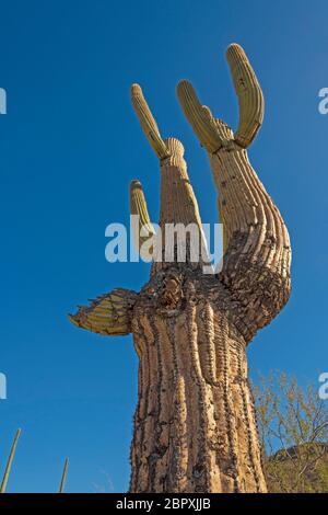 Vecchio brizzolato cactus Saguaro nel deserto in organo a canne Cactus National Monument in Arizona Foto Stock