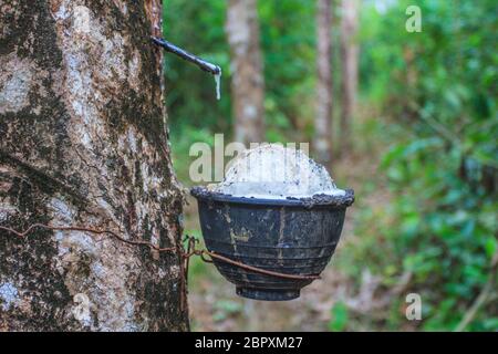 Close up toccando lattice da un albero di gomma Foto Stock