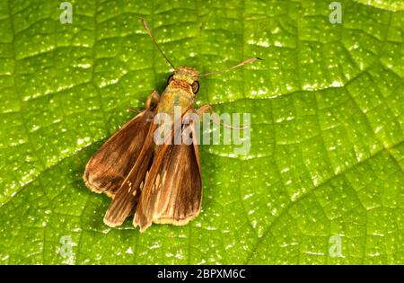 Bevan`s Swift Butterfly, Pseudoborbo bevani, Ganeshgudi, Karnataka, India Foto Stock