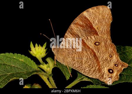 Serata comune farfalla marrone, Melanitis phedima, Ganeshgudi, Karnataka, India Foto Stock