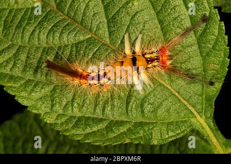 Bruco di White Tussock Moth, Orgyia leucostigma, Ganeshgudi, Karnataka, India Foto Stock