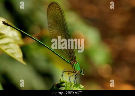 Foresta di Dasselfly chiaro alato Gloria, Vestalis gracilis, Coorg, Karnataka, India Foto Stock