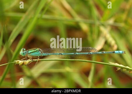 Tre fiancheggiate Dart Dasselfly, Pseudagrion decorum, Hesaraghatta, Bangalore, Karnataka, India Foto Stock