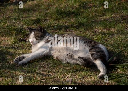 Un gatto bianco macchiato di strada siede su una recinzione. Cat Walk Street primavera. Giorno di sole. cat è sulla recinzione. Foto Stock