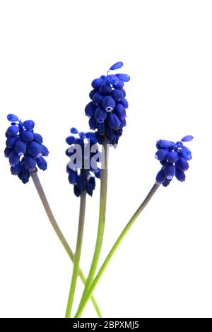 Fuoco selettivo di bella uva Muscari fiori di iacinto con sfondo bianco Foto Stock