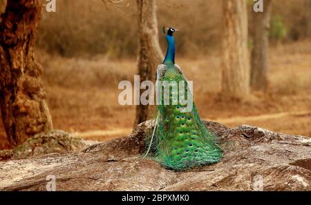 Peacock, Pavo cristatus, Bandipur National Park, Karnataka, India Foto Stock