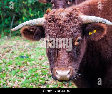 Rosso rubino del bestiame in un campo nel villaggio di Branscombe, East Devon, Gran Bretagna. Foto Stock