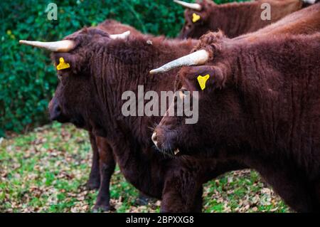 Rosso rubino del bestiame in un campo nel villaggio di Branscombe, East Devon, Gran Bretagna. Foto Stock