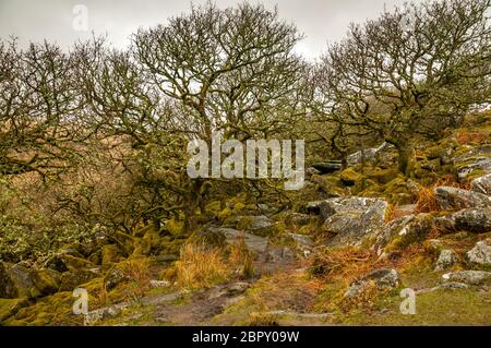 Un antico bosco di altipiani su Dartmoor costituito principalmente da querce stordite e associato a molte leggende oscure. Foto Stock